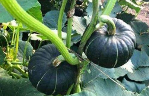 吃瓜网红比大小