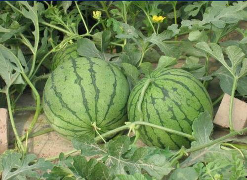 唐山网红吃瓜事件,揭秘网络舆论的风暴与真相