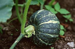 网红刘二萌吃瓜视频下载